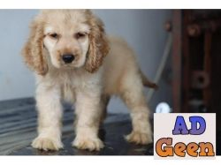 English Cocker Spaniel Puppies Available for sale 9911461912